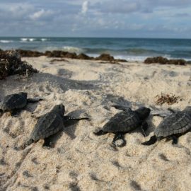 Archie Carr National Wildlife Refuge 