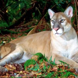 Corkscrew Swamp Sanctuary 