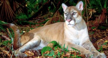 Corkscrew Swamp Sanctuary 
