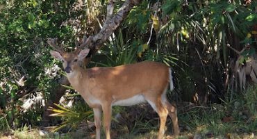 National Key Deer C Florida Panther 