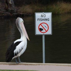 Pelican Island National Wildlife Refuge 
