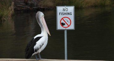 Pelican Island National Wildlife Refuge 
